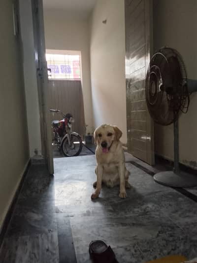 male labrador dog healthy trained