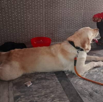 male labrador dog healthy trained