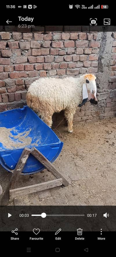 Full active ha chatra qurbani waly 03236501245 what app num