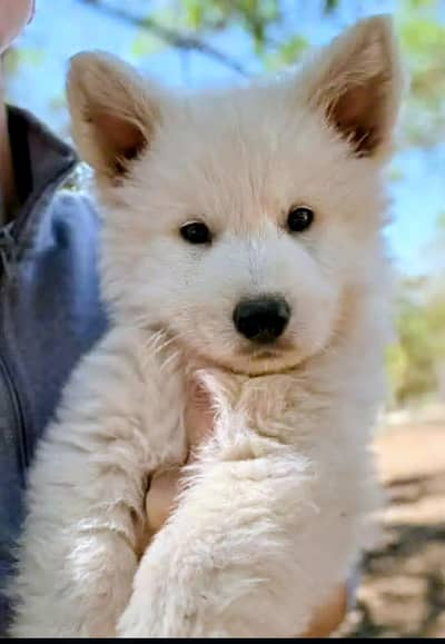 German Shepherd Pups | German Shepherd Black Pupps  | GSD pup For Sale