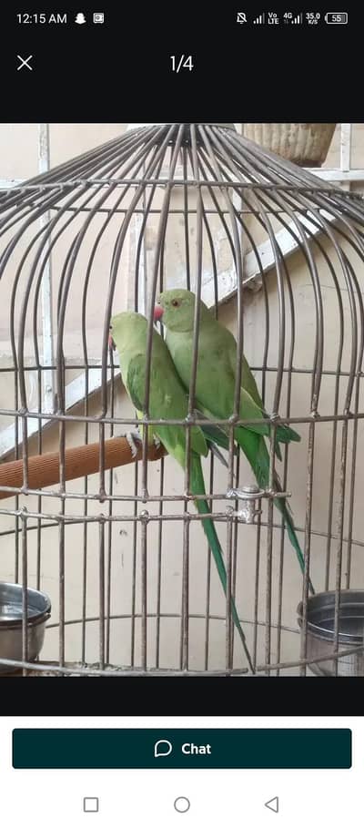 green parrot