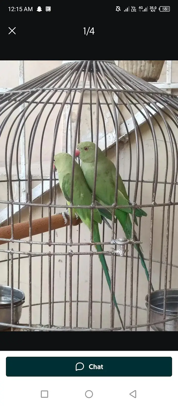 green parrot