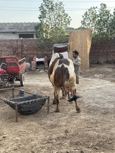 Cholistani Bachra 4 dant