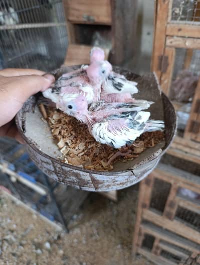 Cocktail Chicks Available for Handtame Purpose