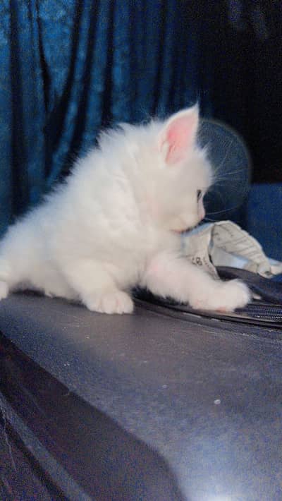 Persian Kitten blue eyes /cat