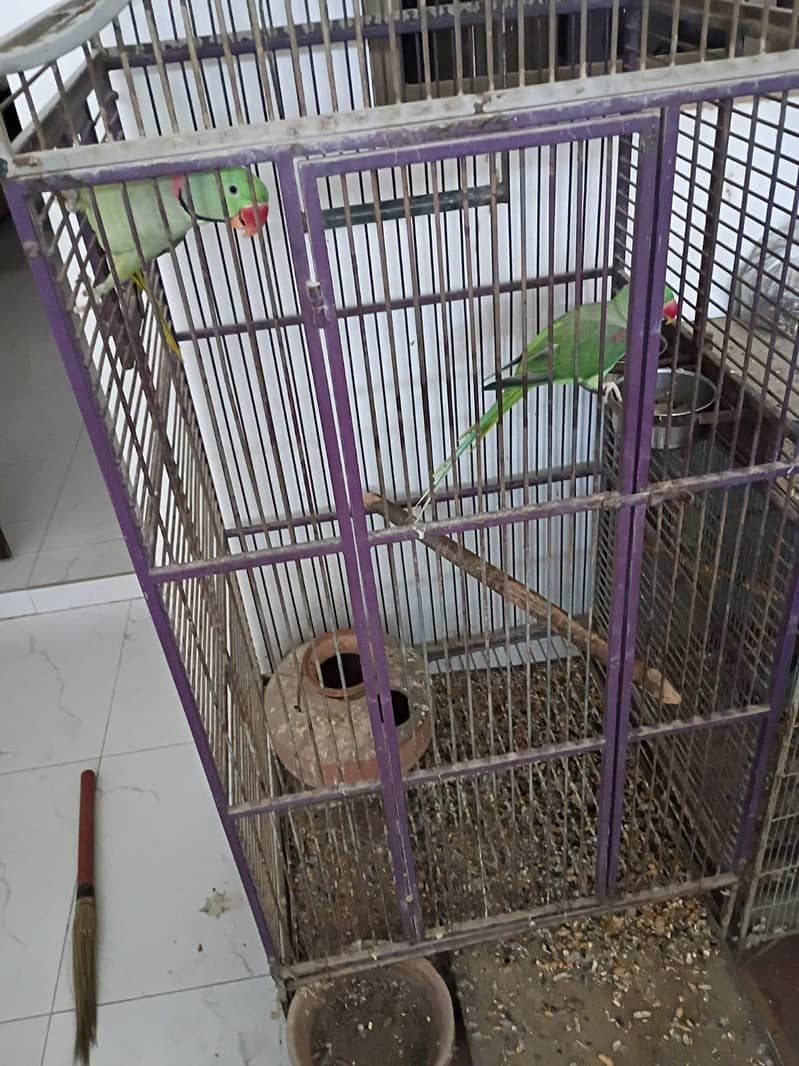 Two cage 2
