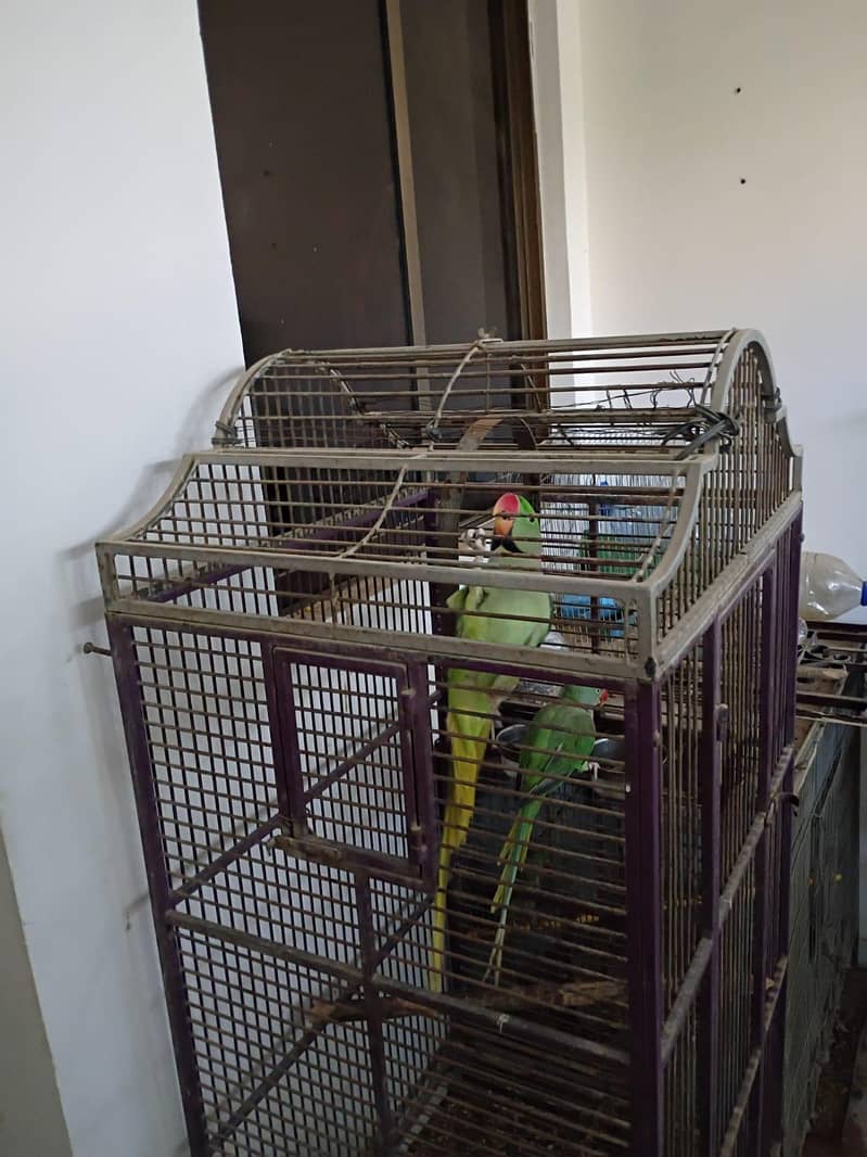 Two cage 5