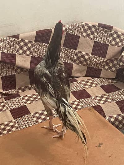 Aseel pure breader nasal saleta  and chicks for also sale and whole