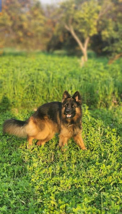 Best breed