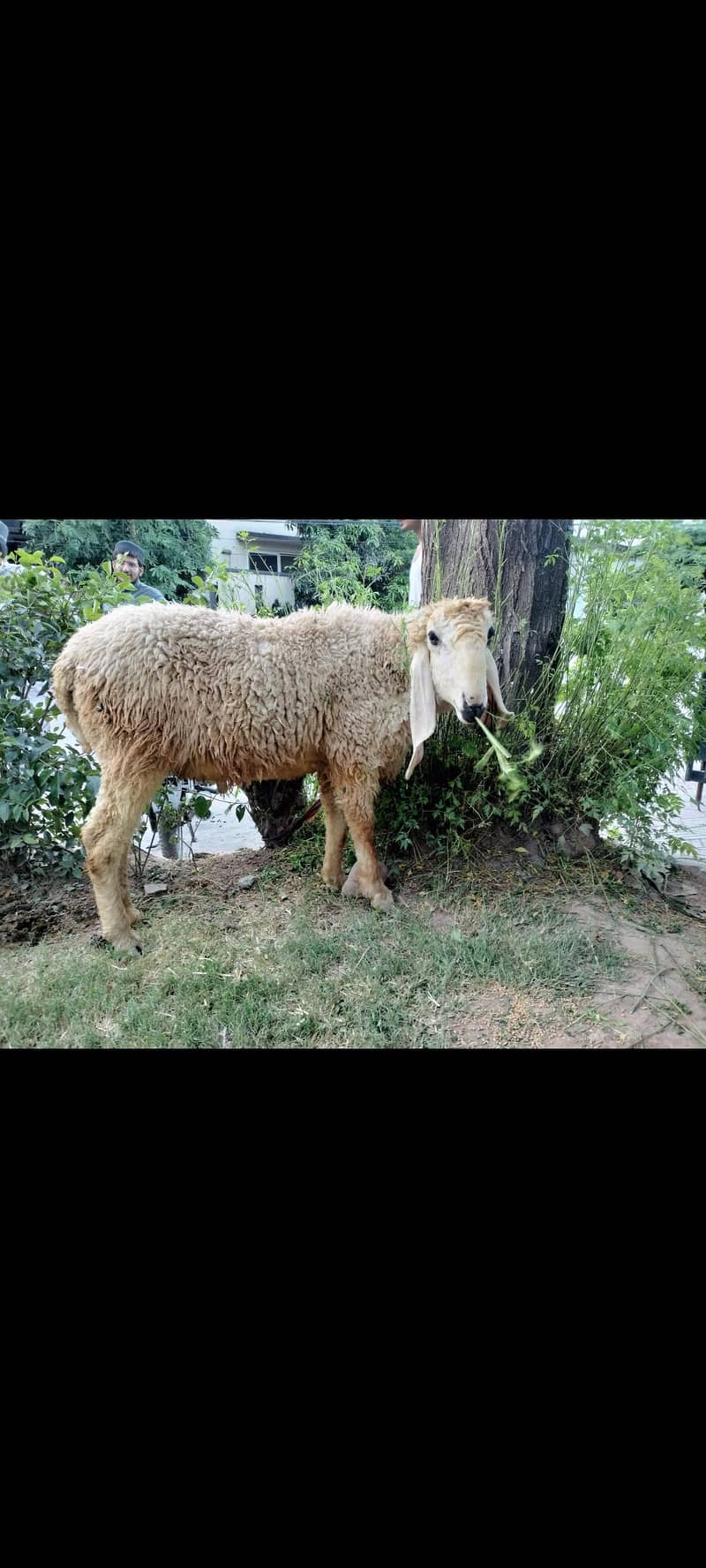SHEEP (دنبا) 0
