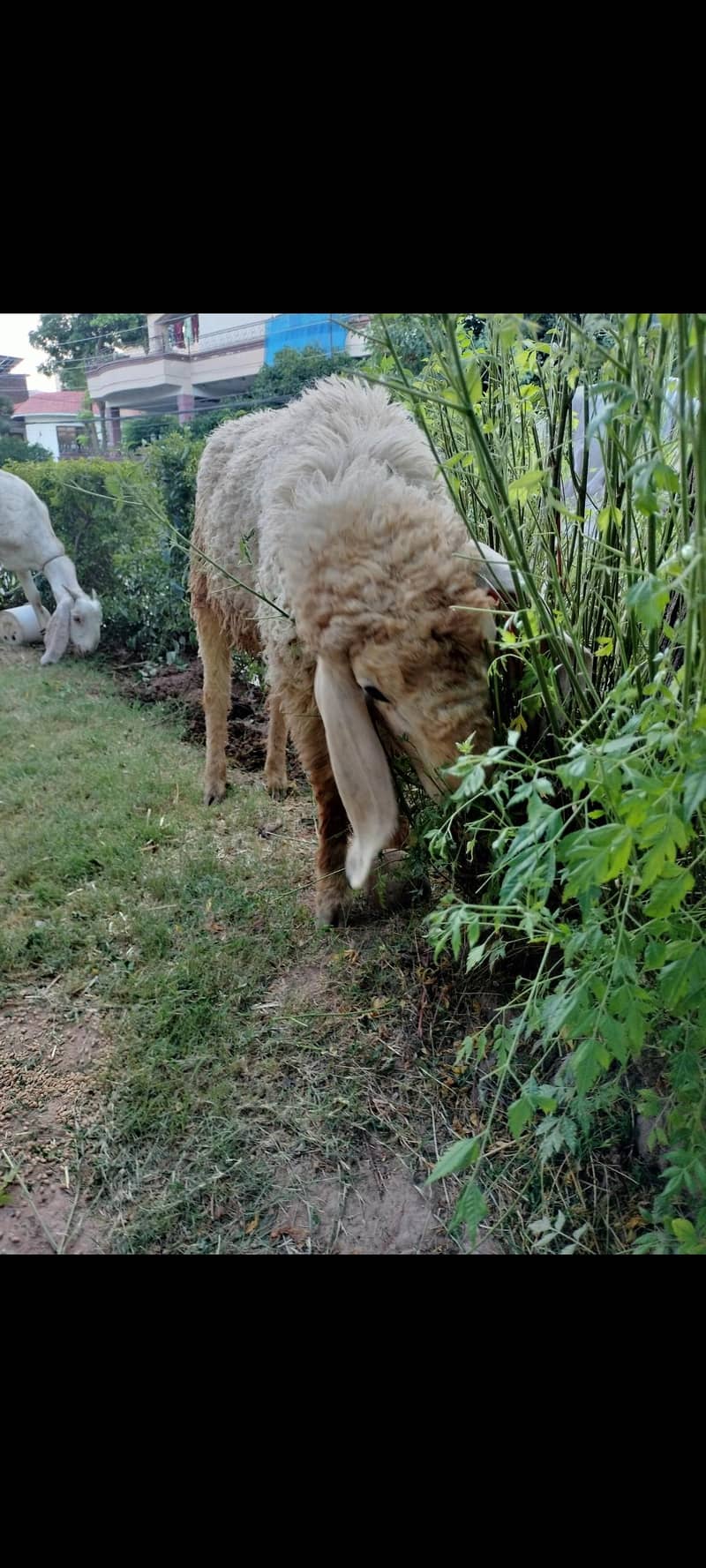 SHEEP (دنبا) 1