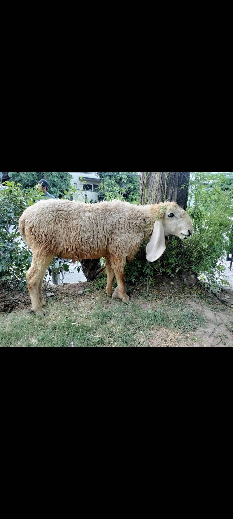 SHEEP (دنبا) 2