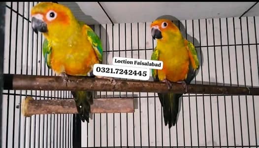 Hand tamed parrots