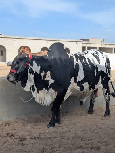 Bachra for sale