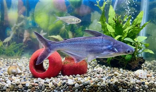 Beautiful 12-Inch Playful Blueline Shark Fish for Sale