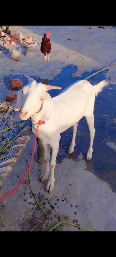 white Desi Bakra For sale Qurbani KY liye Mery pas Bakry h