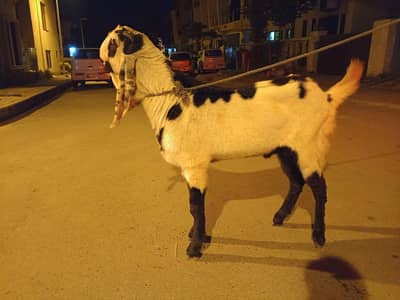 Bakra for sale 2 dant healthy