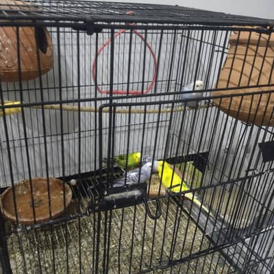 white lovebird 1 pair 1 signal urgent sale