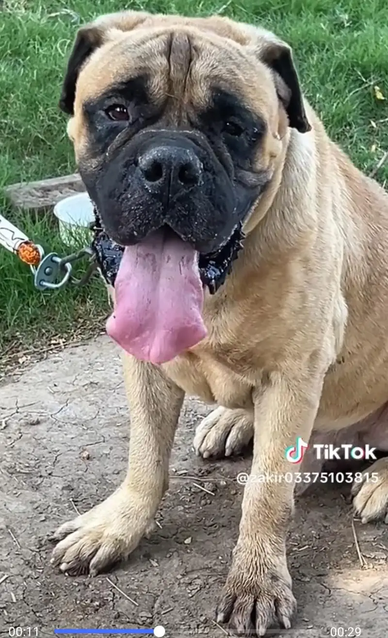 bull mestiff young male for sale — photo 2