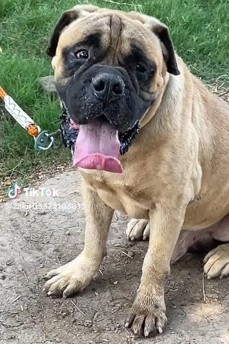 bull mestiff young male for sale — photo 3