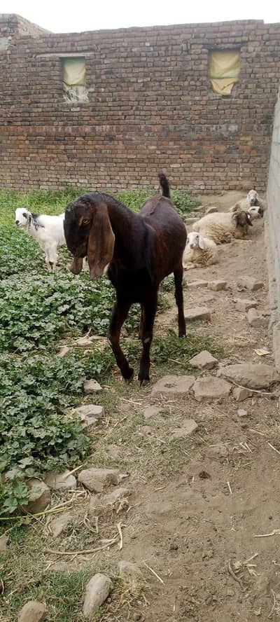 goats