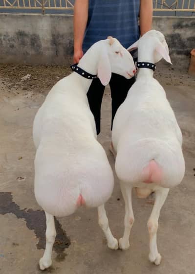 Premium Quality Dumbas For Sale Rawalpindi & Islamabad – Qurbani 2026
