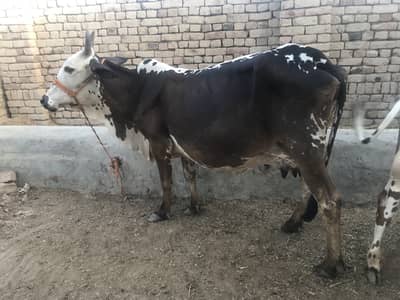Liyaari cow bachra sath hai