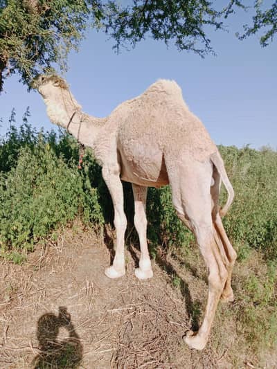 CAMELS/QURBANI CAMELS/ISLAMABAD CAMELS 03125173572