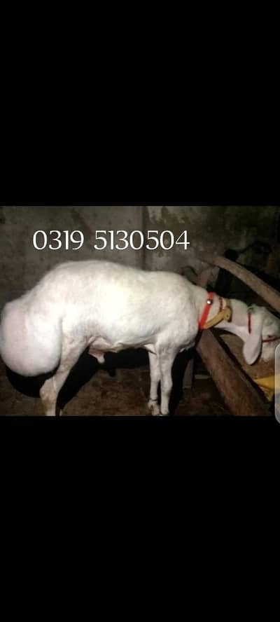 qurbani dumba