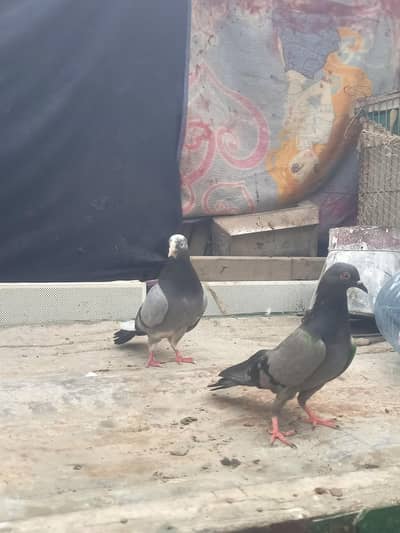 IAM Selling My Dobaz Pair