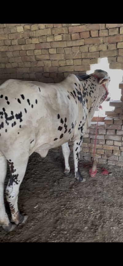 MashAllah Chatkabri Bachri For Sale
