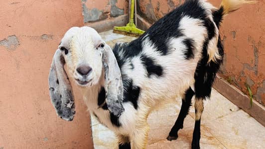 Desi Bakra 2 dant