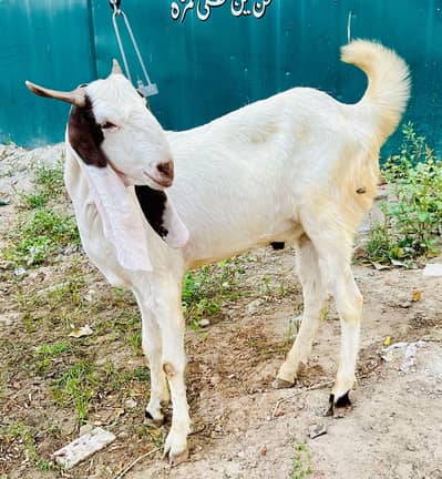 Pair of goat for qurbani