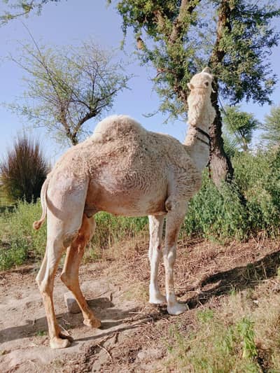 CAMELS/QURBANI CAMELS /QURBANI K OONTH/CAMEL 03125173572