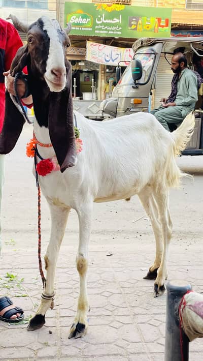 Donda bakra 39kg live weight