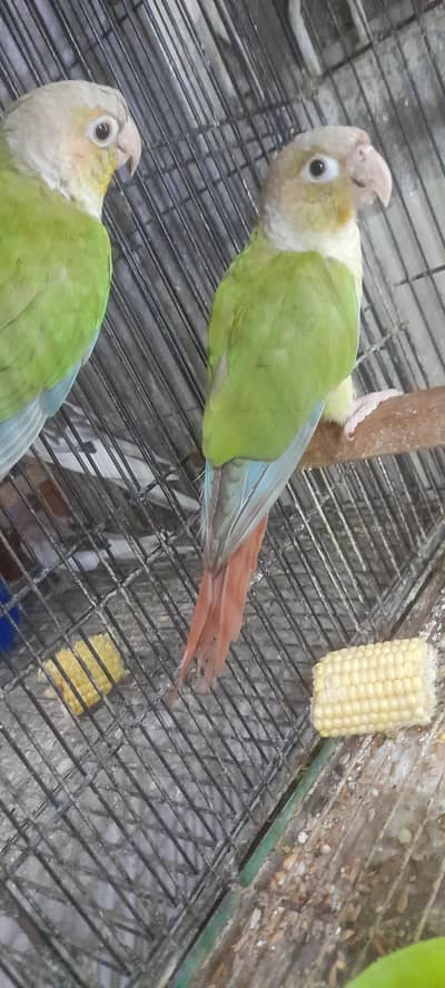 pineapple conour 7 months plus 2pcs available