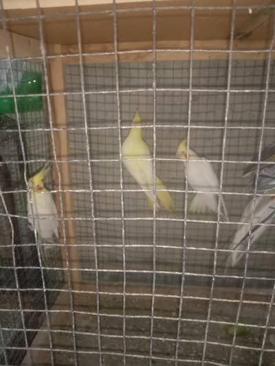 cocktail parrots