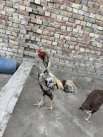 Urgent for sale