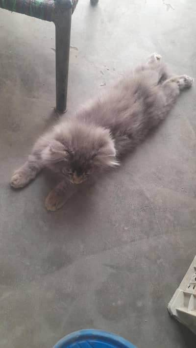 Persian