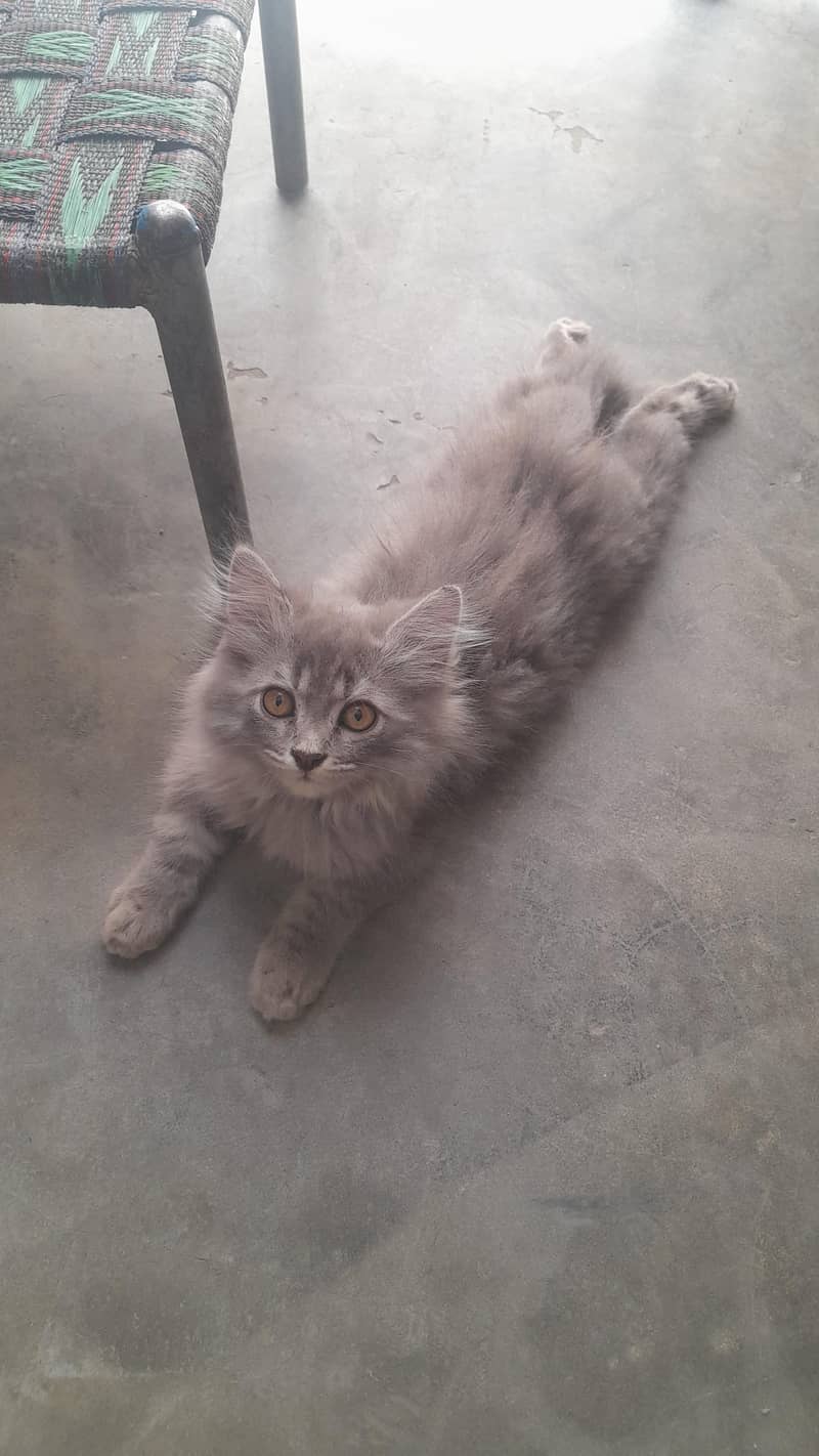 Persian 1