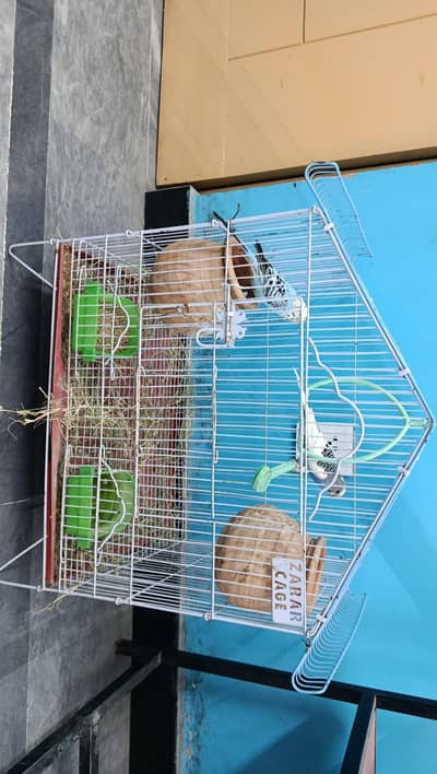 beautiful Australian parrots for sale