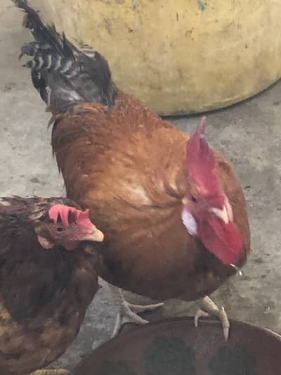 1 hen and 2 cocks with big cage