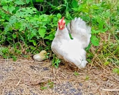 Japanese zero size kurak hen with 2 chicks