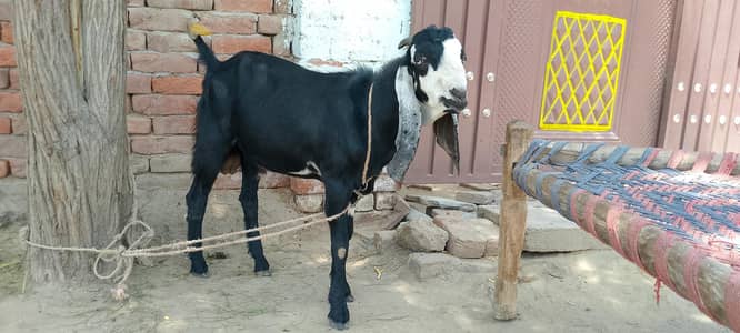 Qorbani ka bakra