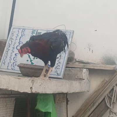 aseel patha