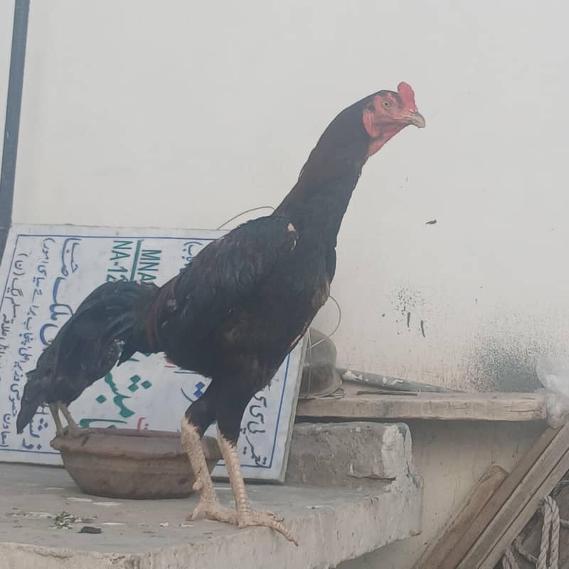 aseel patha 2