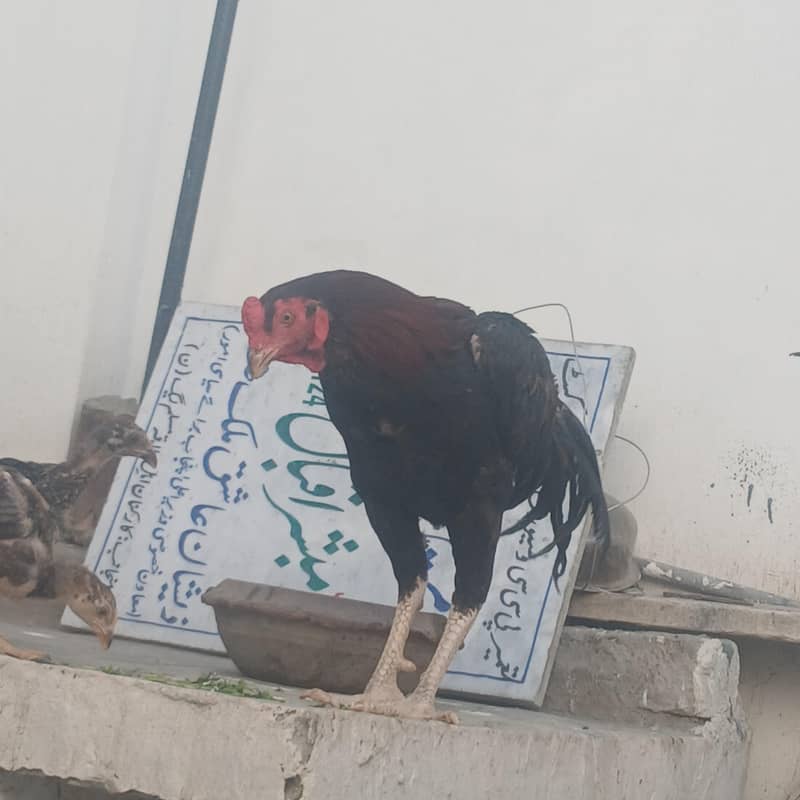aseel patha 3