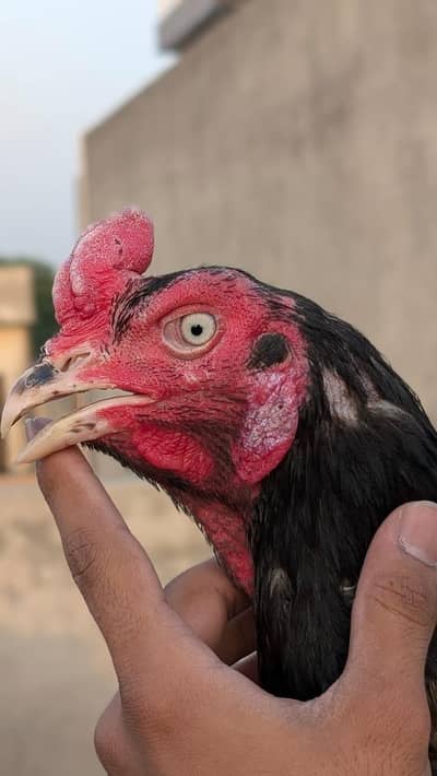 birmi+Pakistani