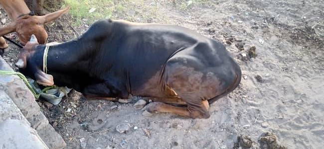 Cows For sale