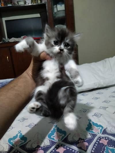 Persian kittens
